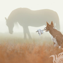 Hund und Pferd im Nebel auf einem Profil