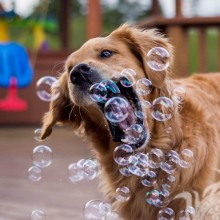 Cachorro avatar engraçado e bolhas de sabão