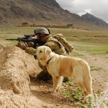 Собака и солдат фото на аву
