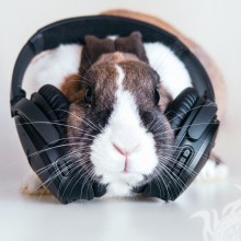 Avatares com animais em fones de ouvido