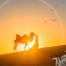 Abend im Wüstenmädchen mit einem Kamel wegen
