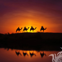 Caravana de camellos y su reflejo en la página.