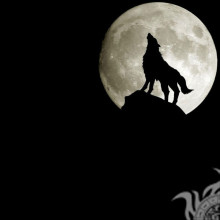 O lobo uiva para a lua na foto do perfil