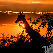 Girafa na foto do pôr do sol