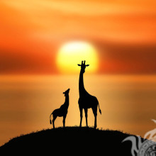 Mamãe e bebê girafas na rede social