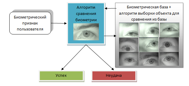 Алгоритм сканирования глаза