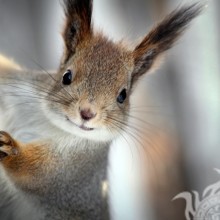 Squirrel for icon download photo