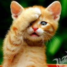 Фото смешного котенка на аву скачать