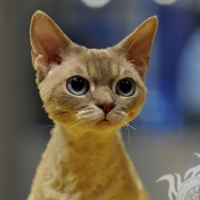 Foto de um gato engraçado em um download de perfil