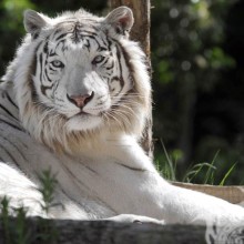 Tigre branco em download de foto de avatar