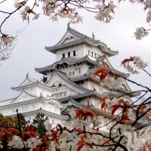 Pagoda e sakura na foto do seu perfil