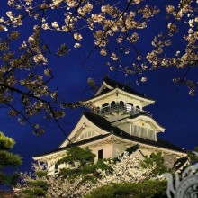 Pagode und Sakura Nachtfoto für Ihr Profilbild