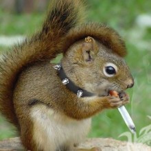 Squirrel photo joke for icon download