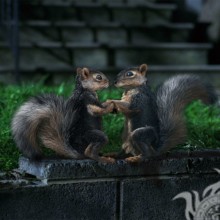 Foto engraçada com esquilos