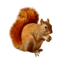Squirrel most beautiful avatars