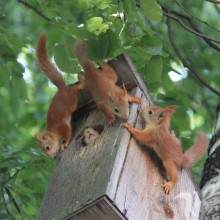 Maison d'écureuil, photo avec des écureuils