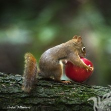 Beautiful icon with squirrel and apple