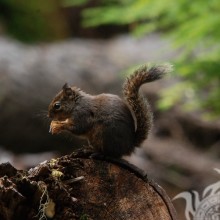 Foto eines Eichhörnchens mit einer Nuss