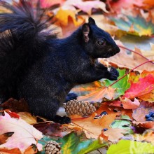 Esquilo preto em belas fotografias de outono