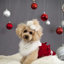 Картинка с собакой новогодний аватар
