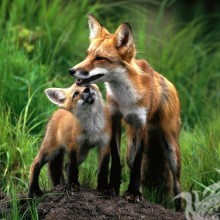 Fuchsfamilie Bild für Avatar