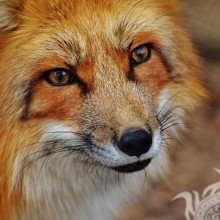 Fox face for icon