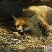 Fox Avatare