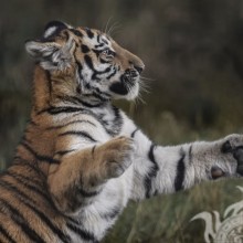 Cool photo of a tiger for icon