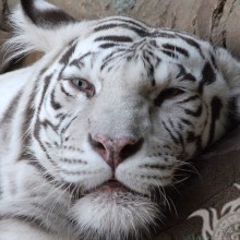 Красивое фото белого тигра