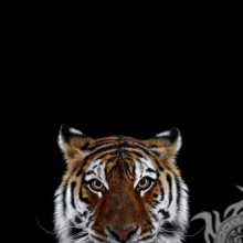 Avatar mit einem Foto eines Tigers