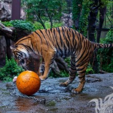 A tiger plays with a ball