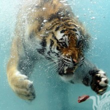 Тигр под водой фото для авы