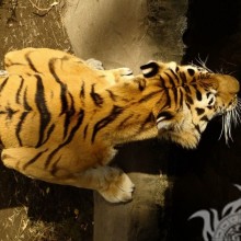 Скачать фото тигра со спины