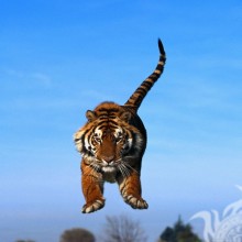 Tiger saute sur l'avatar de VKontakte