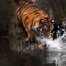Скачать красивое фото тигра на аватар