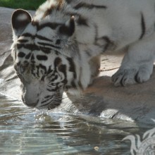 Descarga un hermoso avatar con un tigre blanco