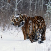 Красивое фото тигра скачать на аватар