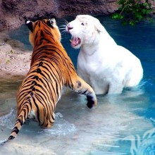 Рыжий и белый тигр фото на аву