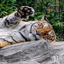 Cooler Tiger Foto Download auf Avatar