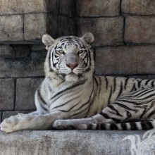 Laden Sie ein schönes Foto eines weißen Tigers für Ihren Avatar herunter