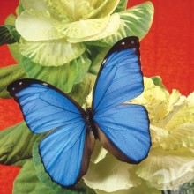 Бабочки на аву синие