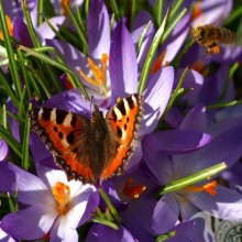 Schmetterlinge auf Avatar vk
