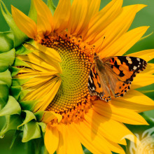 Butterflies on a sunflower