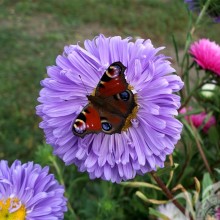 Бабочка на фиолетовом цветке