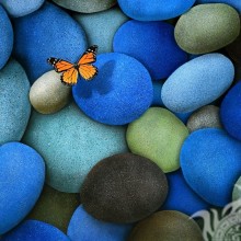 Бабочка на камнях