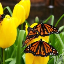 Метелики на тюльпани