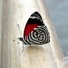 Ungewöhnlicher Schmetterling