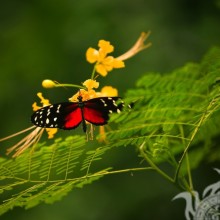 Бабочка и природа