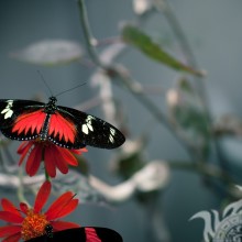 Картинки черных бабочек
