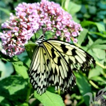 Papillon sur une photo lilas